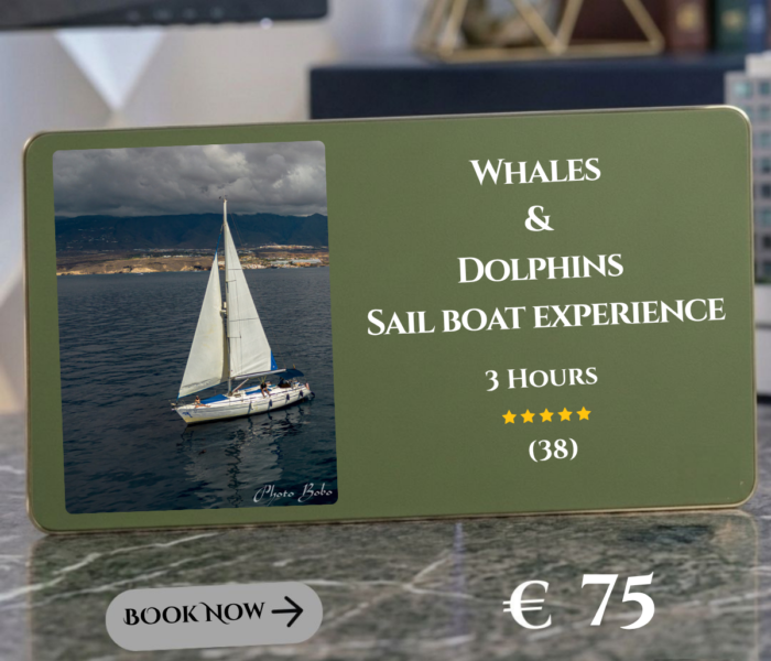Whales & Dolphins in a Sail Boat