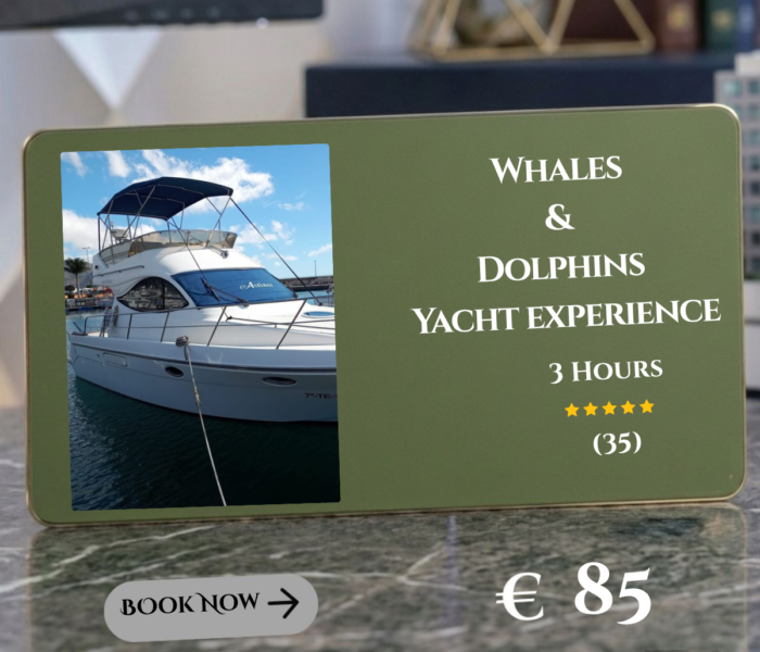 Whales & Dolphins in a Yacht