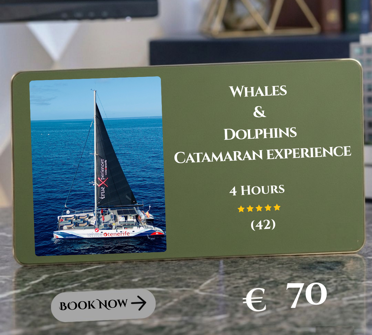 Whales & Dolphin in Catamaran