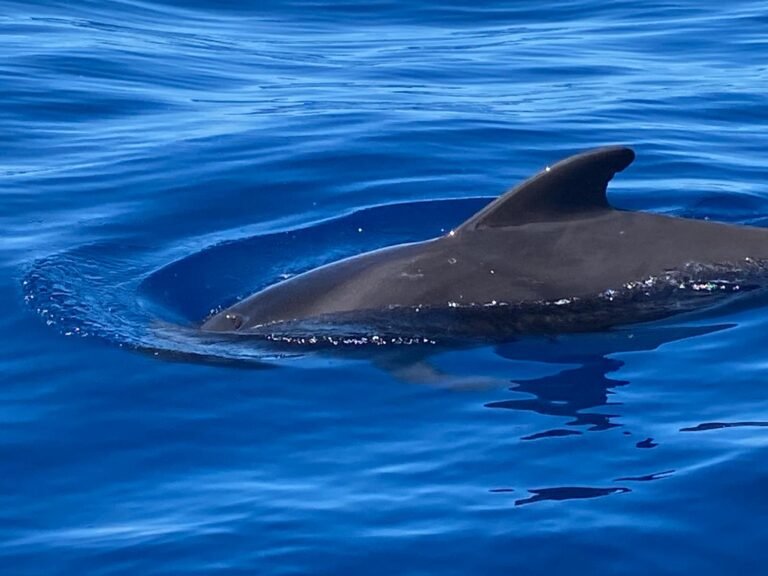 Whales & dolphins - Sailing boat