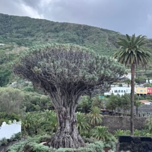 Private Garachico, Icod de los vinos & wine tasting