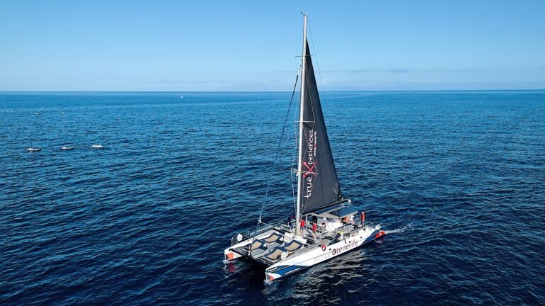 Whales & dolphins catamaran